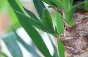 Yucca-Palme, Palmlilie