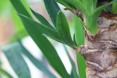 Yucca-Palme, Palmlilie