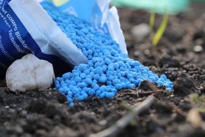 Blaukorn Dunger Anwendung Wirkung Und Giftigkeit Gartendialog De