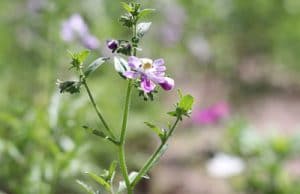 Bauernorchidee Schizanthus