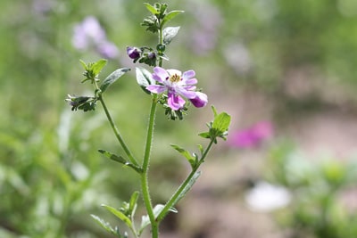 Bauernorchidee Schizanthus