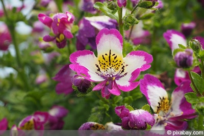 Bauernorchidee Schizanthus