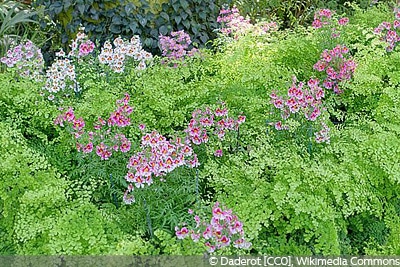 Bauernorchidee Schizanthus