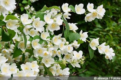 Winterharter jasmin