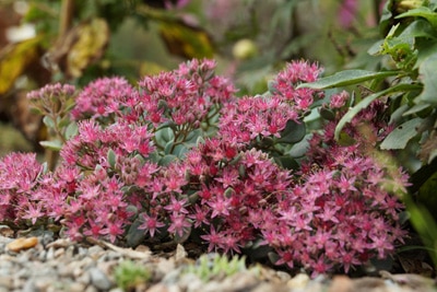 Fetthenne, Sedum, Fette Henne