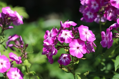 Flammenblume Phlox Pflege Schneiden Uberwintern Und Vermehren