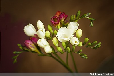 Freesien Freesia