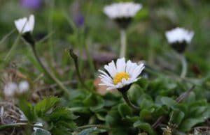 Gänseblümchen