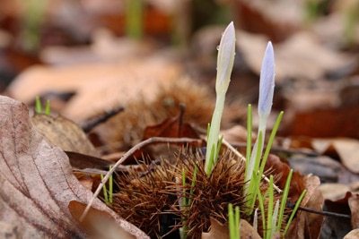 Krokus