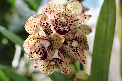 Orchidaceae Cymbidium