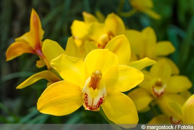 Orchidaceae Cymbidium Orchideen