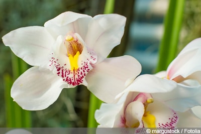 Orchidaceae Cymbidium Orchideen