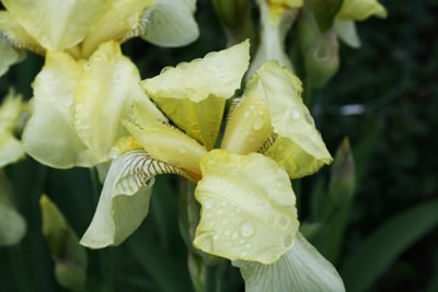 Schwertlilie Iris