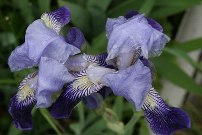 Schwertlilie Iris