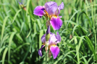 Schwertlilie Iris
