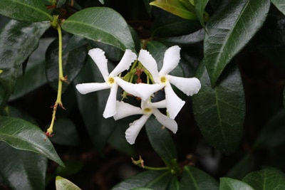 Sternjasmin winterharte Kletterpflanzen