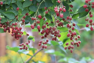 winterharte Pflanzen Brombeeren