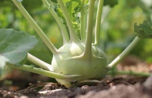 Kohlrabi