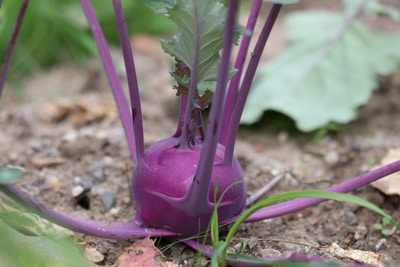 Kohlrabi