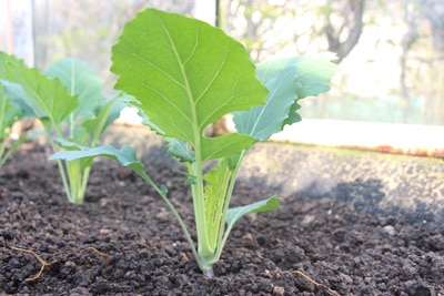 Kohlrabi