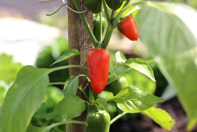 Paprika Capsicum