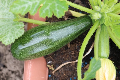 Zucchini