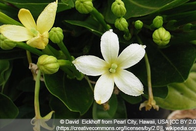 Hawaii-Palme Vulkanpalme