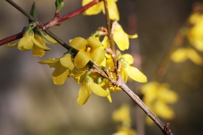 Forsythie Sträucher schneiden