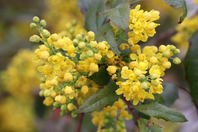 Mahonie Mahonia aquifolium