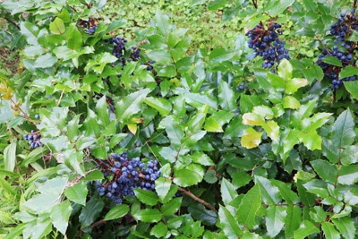 Mahonie - Mahonia aquifolium