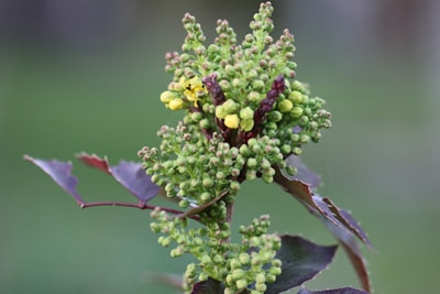 Mahonie Mahonia aquifolium