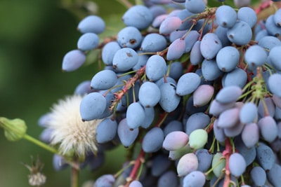 Mahonie Mahonia aquifolium