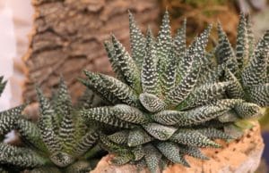 Haworthia fasciata