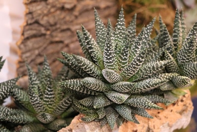 Haworthia fasciata