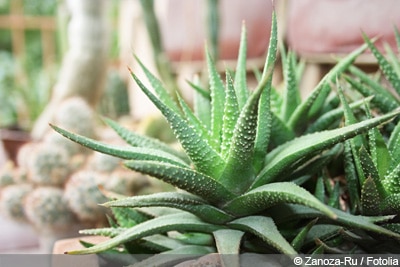 Haworthia