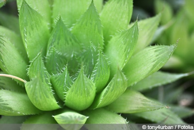 Haworthia