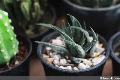 Haworthia