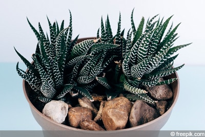 Haworthia