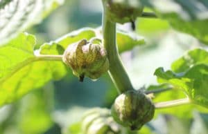 Physalis Kapstachelbeeren