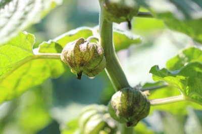 Physalis Kapstachelbeeren