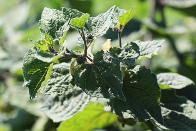 Physalis Kapstachelbeeren