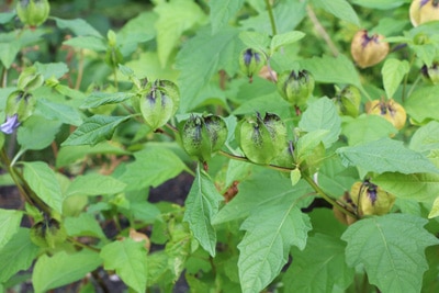 Physalis Kapstachelbeeren