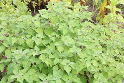 Physalis Kapstachelbeeren