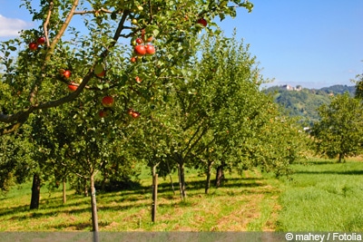 Streuobstwiese