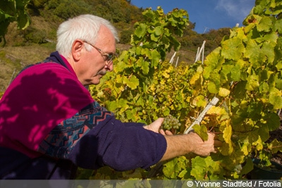 Wein Vitis