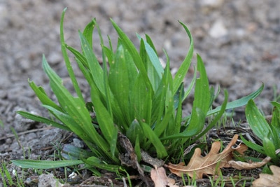 Spitzwegerich Kräutergarten