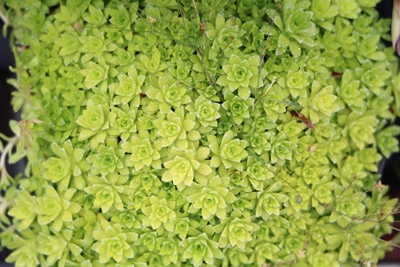 Steinbrech Saxifraga