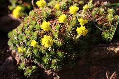 Steinbrech Saxifraga juniperifolia