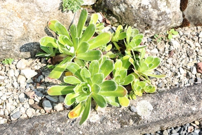 Straß-Steinbrech Saxifraga Steingarten