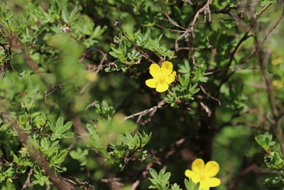 Fingerstrauch Dasiphora Sträucher